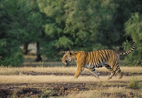 Jodhpur